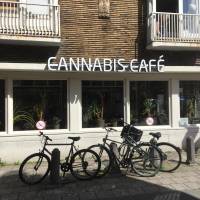 The cannabis cafe